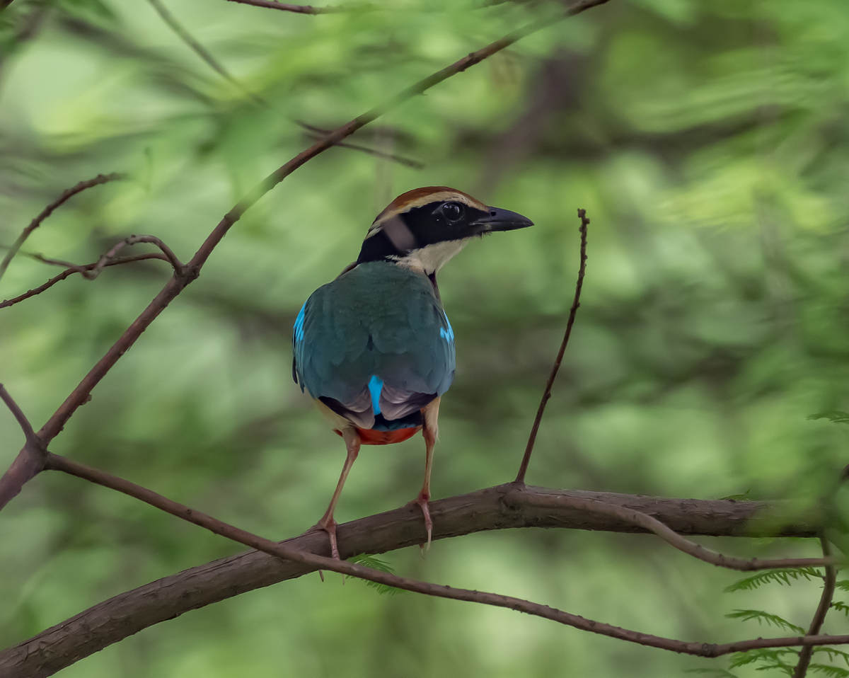 Fairy Pitta at Nanhui, Shanghai (Spring 2024) - 10,000 Birds