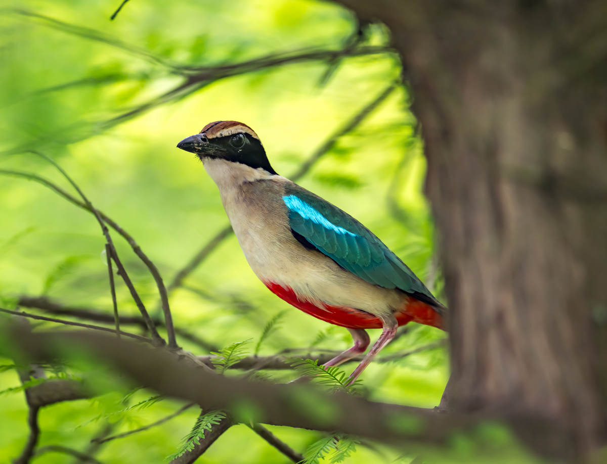 Fairy Pitta at Nanhui, Shanghai (Spring 2024) - 10,000 Birds