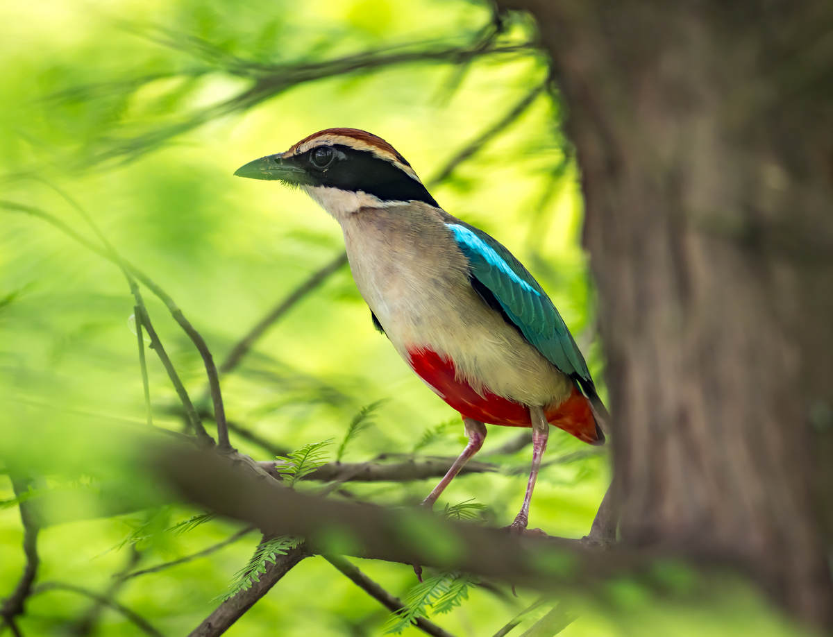 Fairy Pitta at Nanhui, Shanghai (Spring 2024) - 10,000 Birds