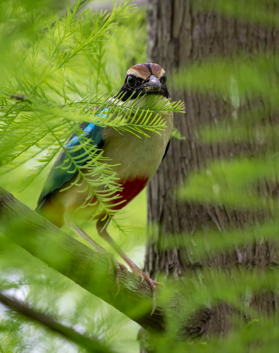 Fairy Pitta at Nanhui, Shanghai (Spring 2024) - 10,000 Birds