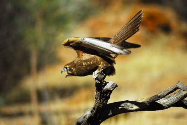 Brown Falcon with wings spread