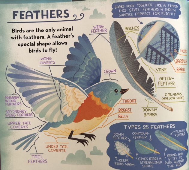 Detalle de la infografía de plumas de Rachel Ignotofsky