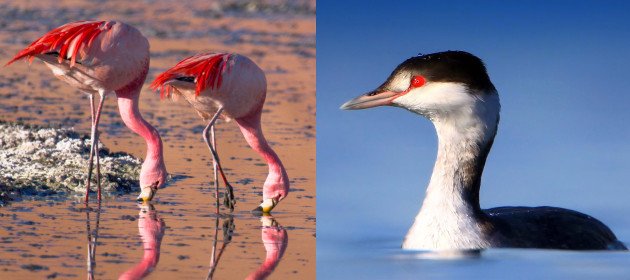 James's Flamingos (by Pedro Szekely) and Horned Grebe (by winnu).