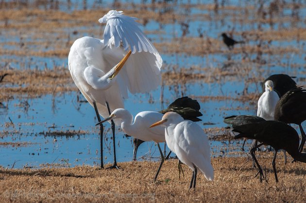 Great Egret, Snowy Egret and Cattle Egret