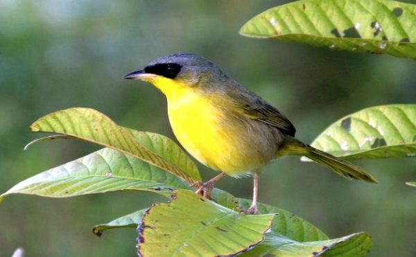 May Warblers, Costa Rican Style - 10,000 Birds