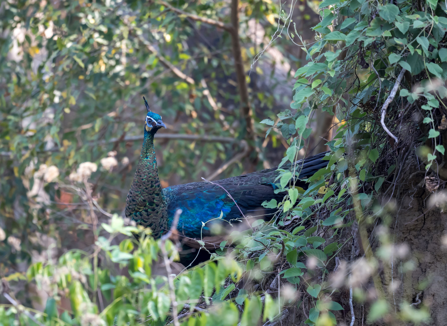 Birding Cat Tien NP, Vietnam (Half 1)