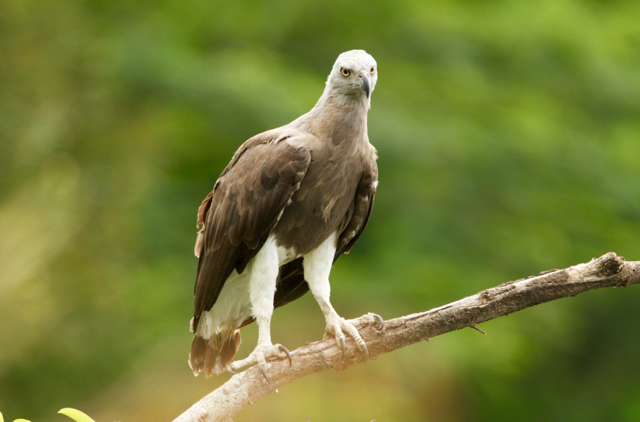 Unethical Photographers Bait Critically Endangered Eagles - 10,000 Birds