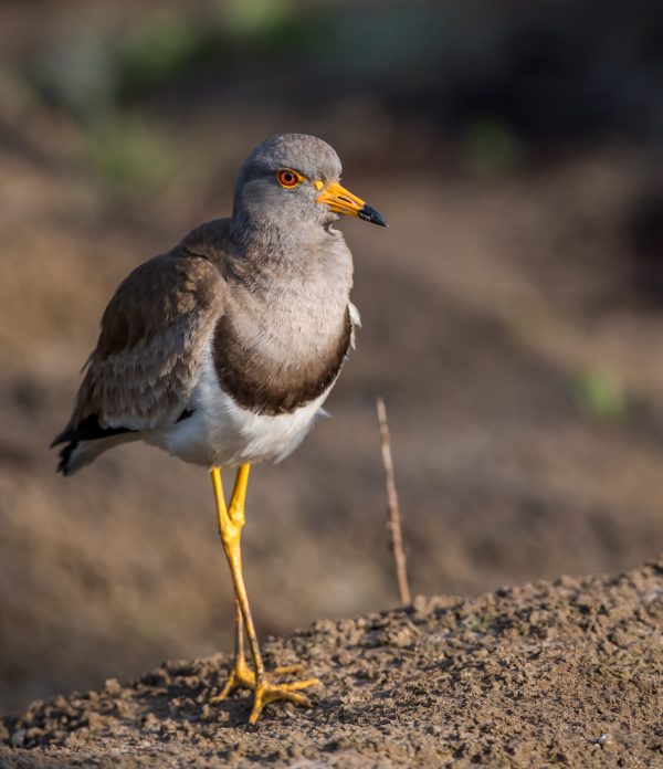 Shanghai birds in April - 10,000 Birds