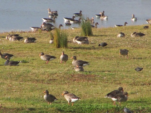 greylag-geese-2