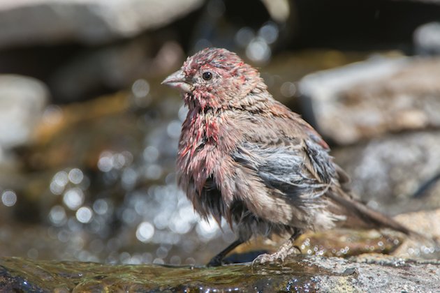 House Finch Male Molting