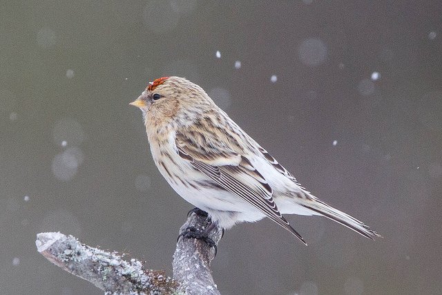 Hoary Redpoll cc-by Ron Knight