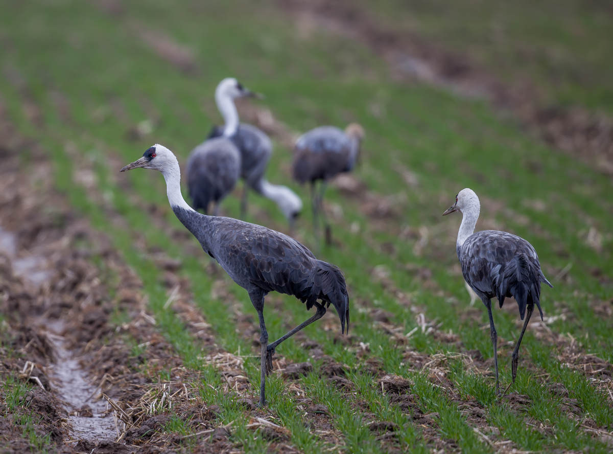 Birding Shanghai in February 2023 - 10,000 Birds