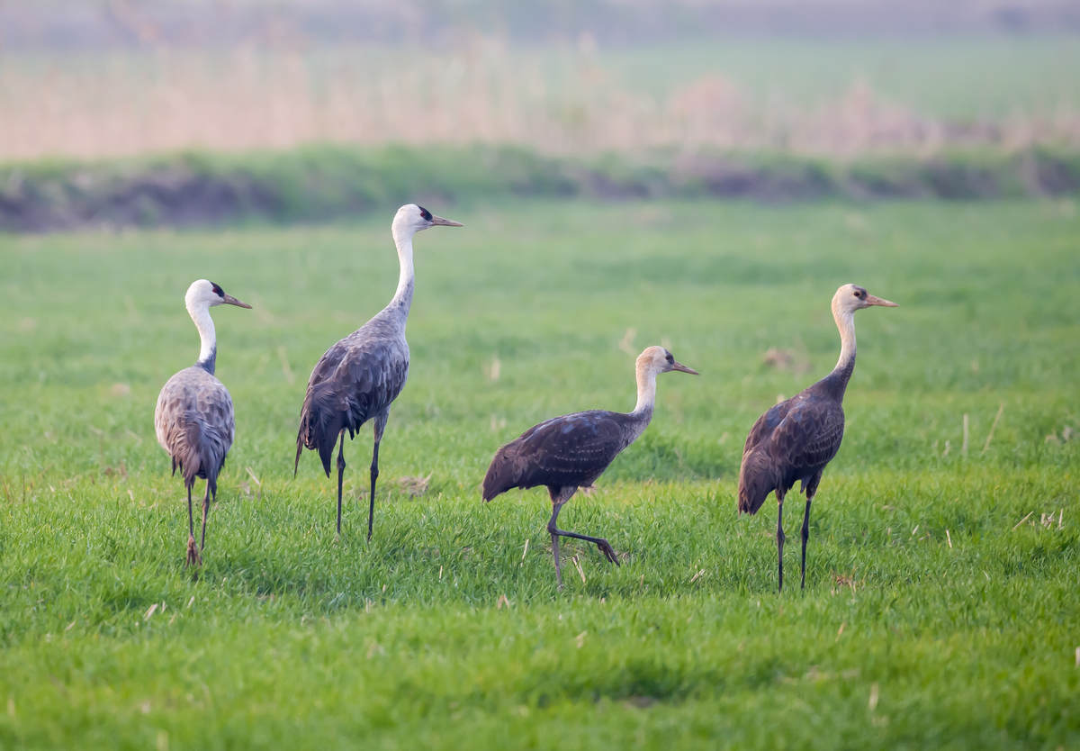 Birding Shanghai In March 2023 - 10,000 Birds