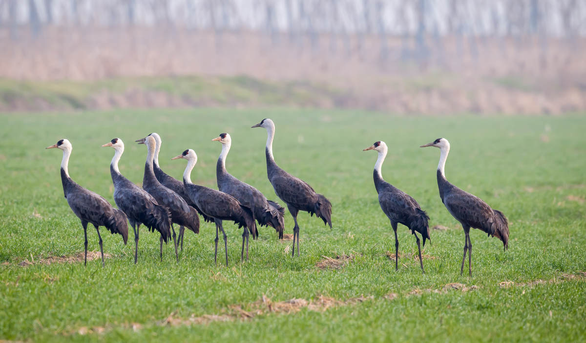 Birding Shanghai in March 2023 - 10,000 Birds