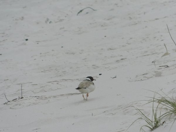 Hooded Plovers on Squeaky Beach - 10,000 Birds