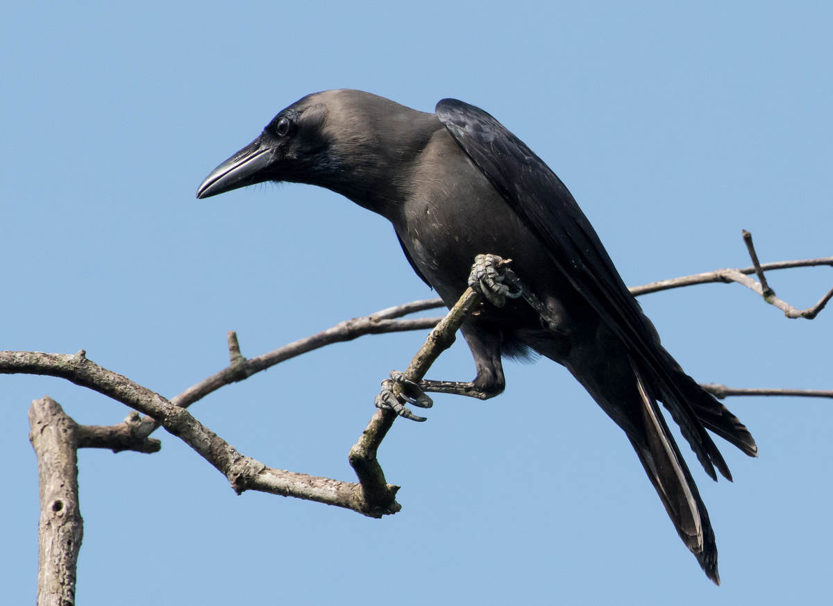 Birding Singapore - 10,000 Birds