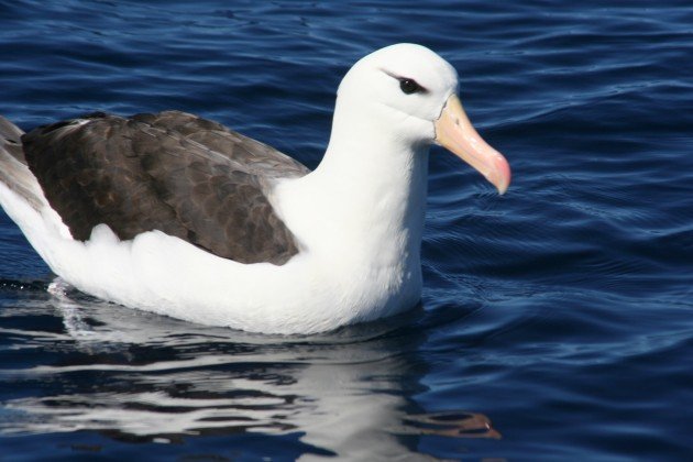 Best Bird of the Year 2013 - 10,000 Birds