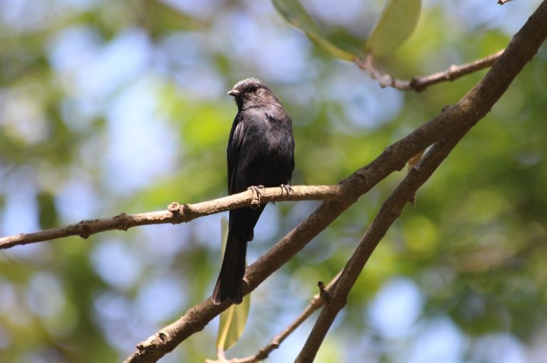 Durban Botanical Gardens - 10,000 Birds