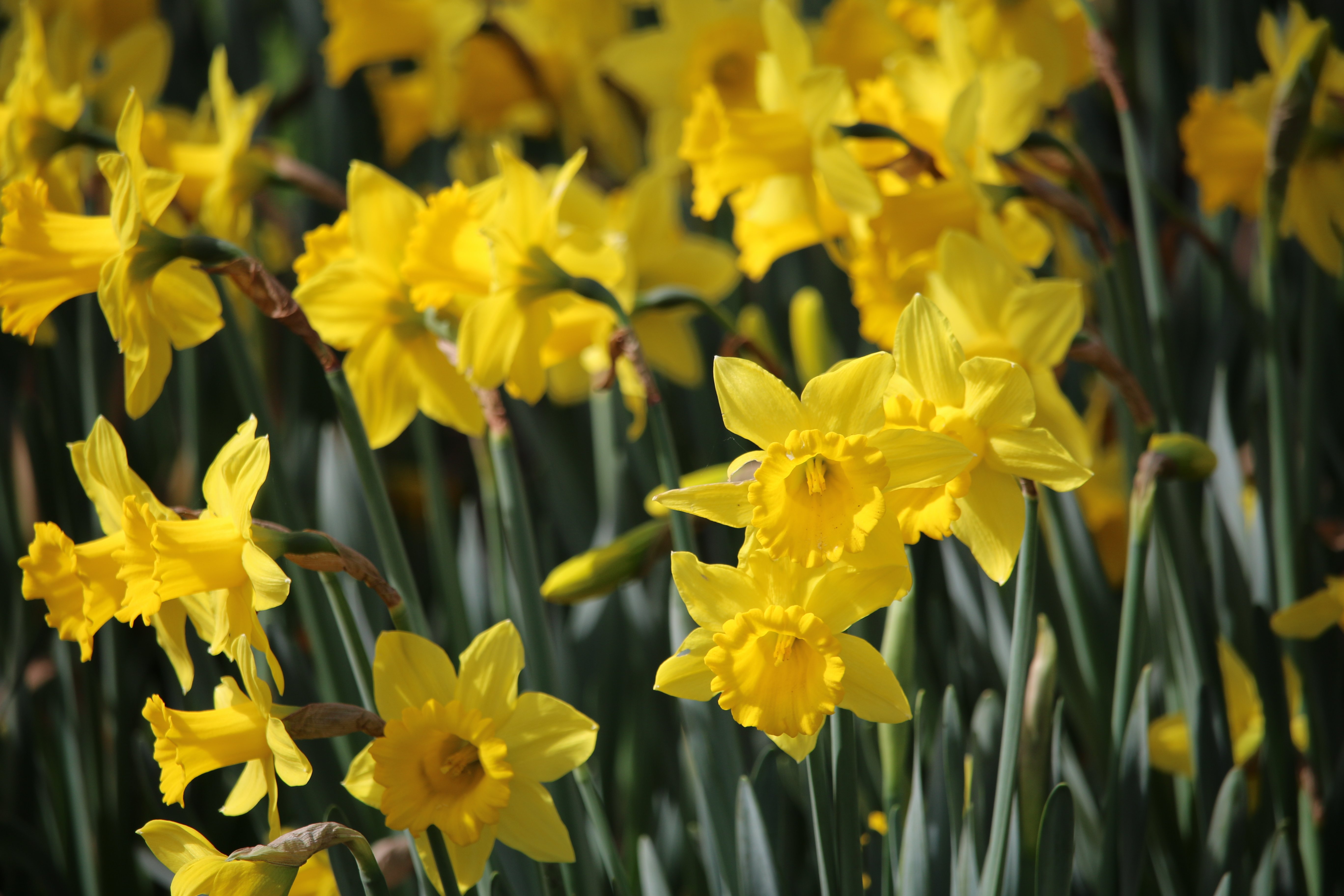 daffodils, nature, gardens