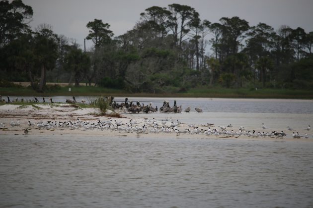 Sea and shorebirds on Cape San Blas.