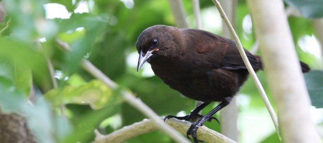 10,000 Birds What is a Jackbird? - 10,000 Birds