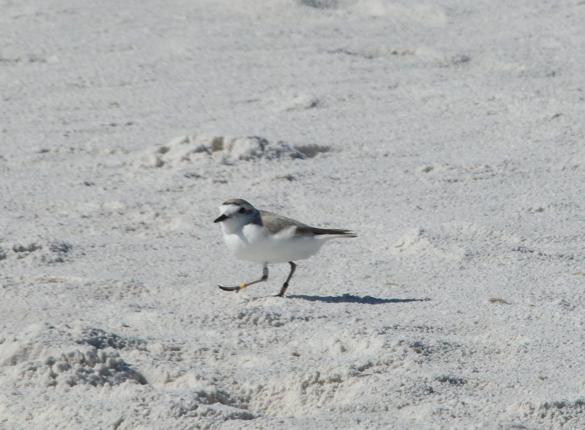 Shorebird Nesting Season - 10,000 Birds