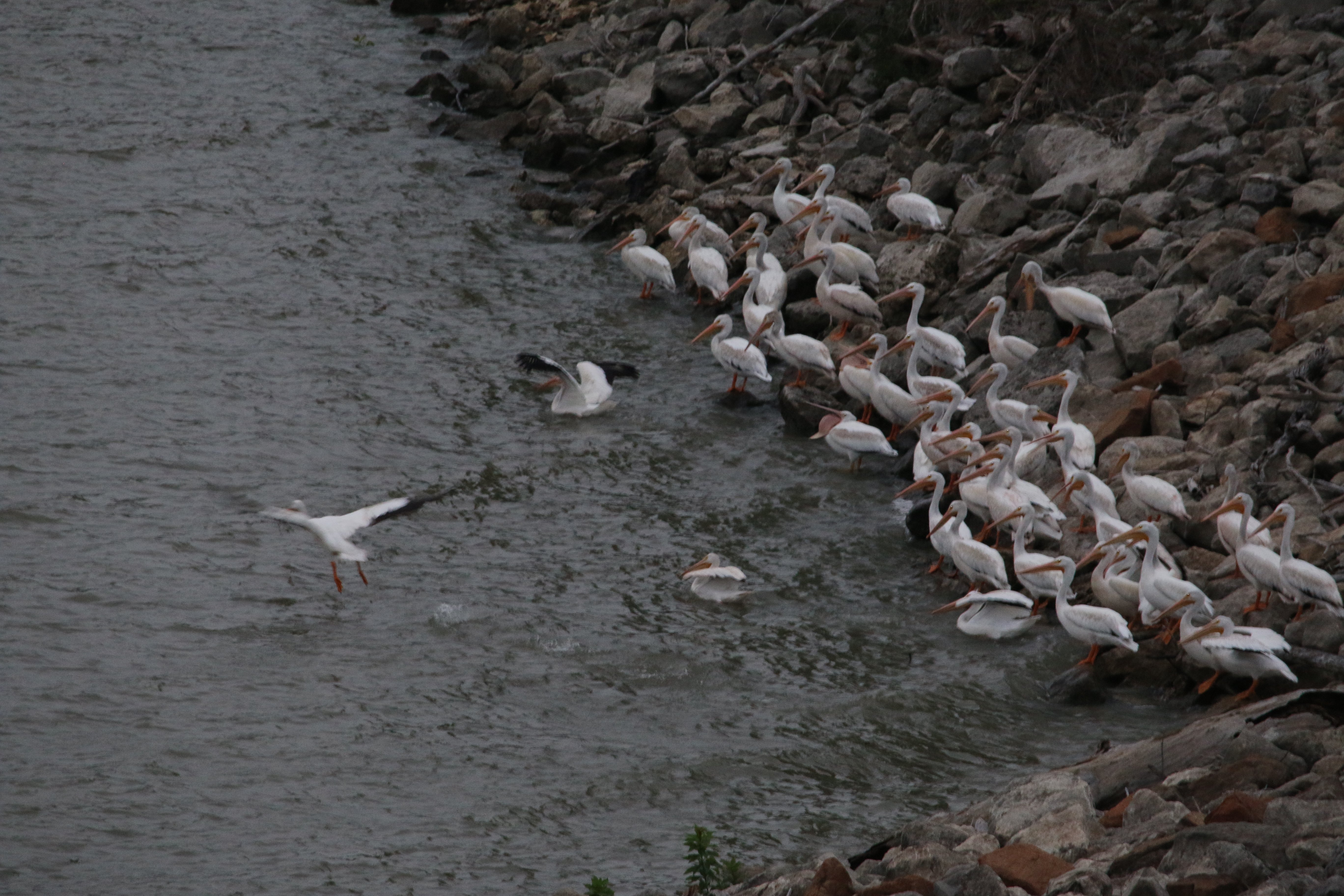 nature, pelicans