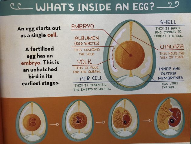 Detalhe de "O que há dentro de um ovo?" por Rachel Ignotofsky