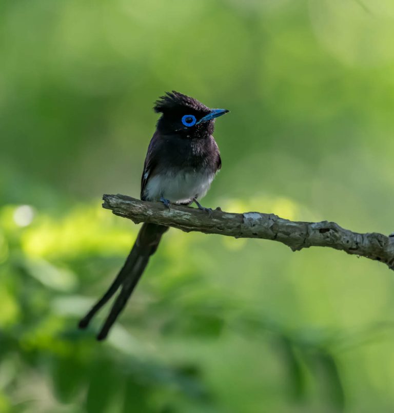 Japanese Paradise Flycatcher in Shanghai - 10,000 Birds