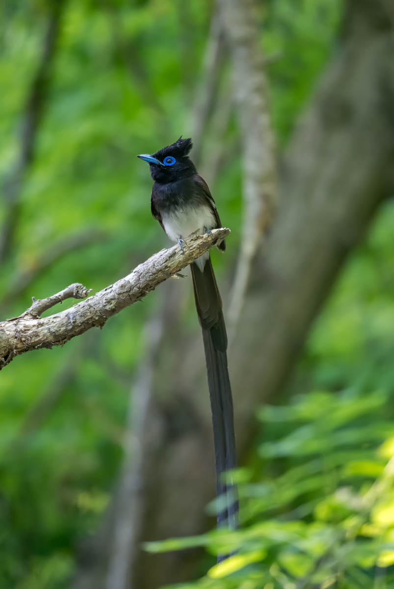 Japanese Paradise Flycatcher in Shanghai - 10,000 Birds