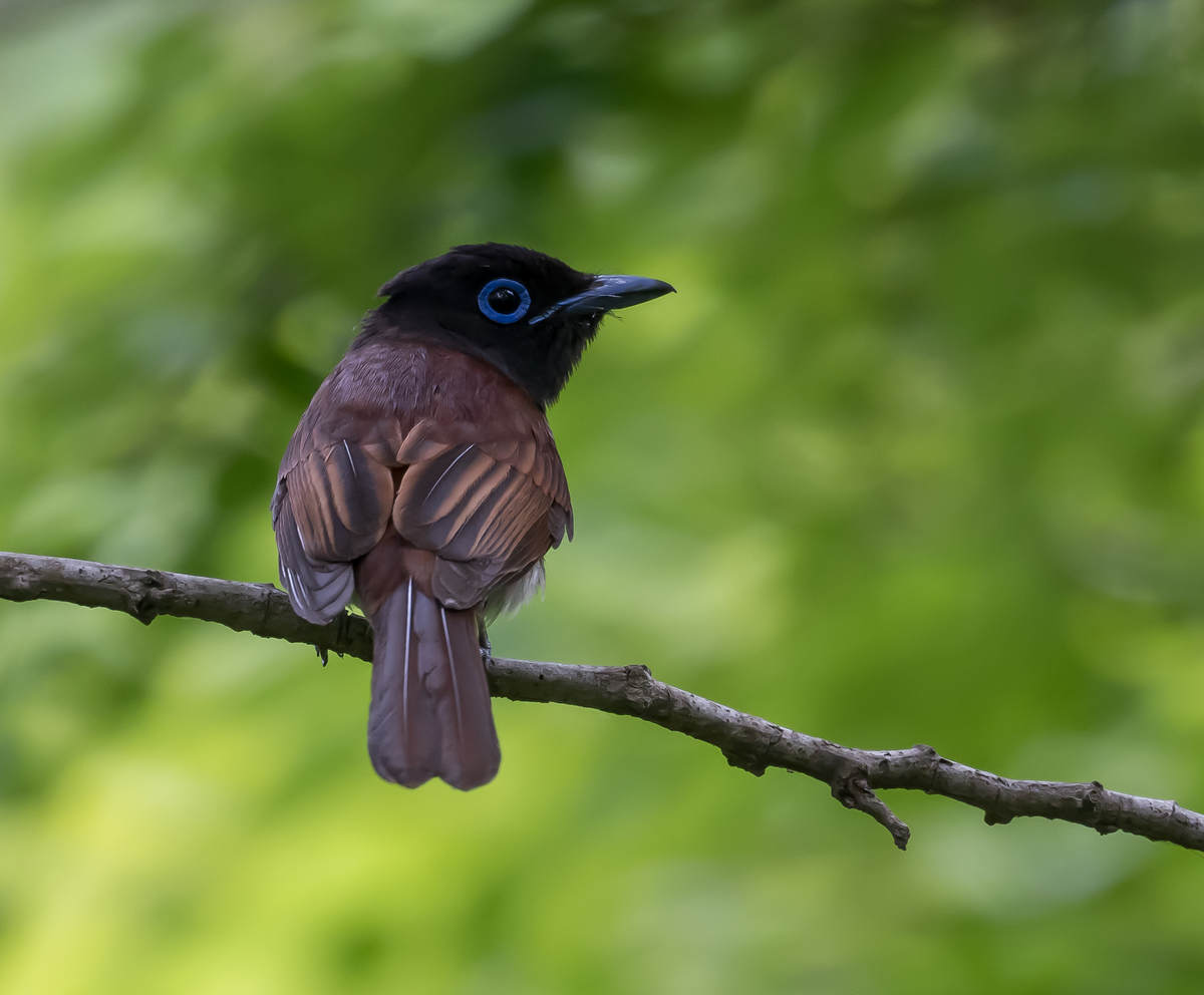 Japanese Paradise Flycatcher in Shanghai - 10,000 Birds