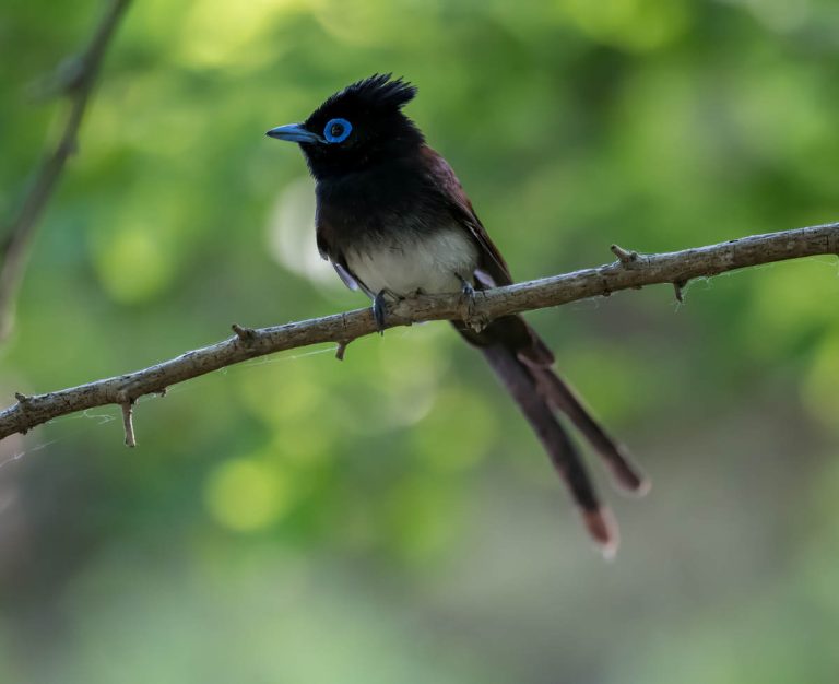 Japanese Paradise Flycatcher in Shanghai - 10,000 Birds