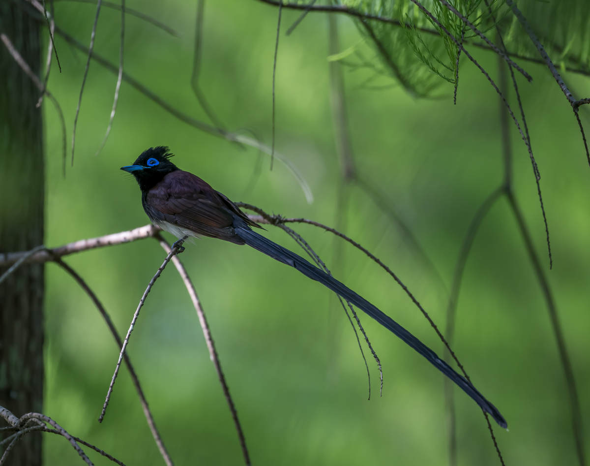 Japanese Paradise Flycatcher in Shanghai - 10,000 Birds