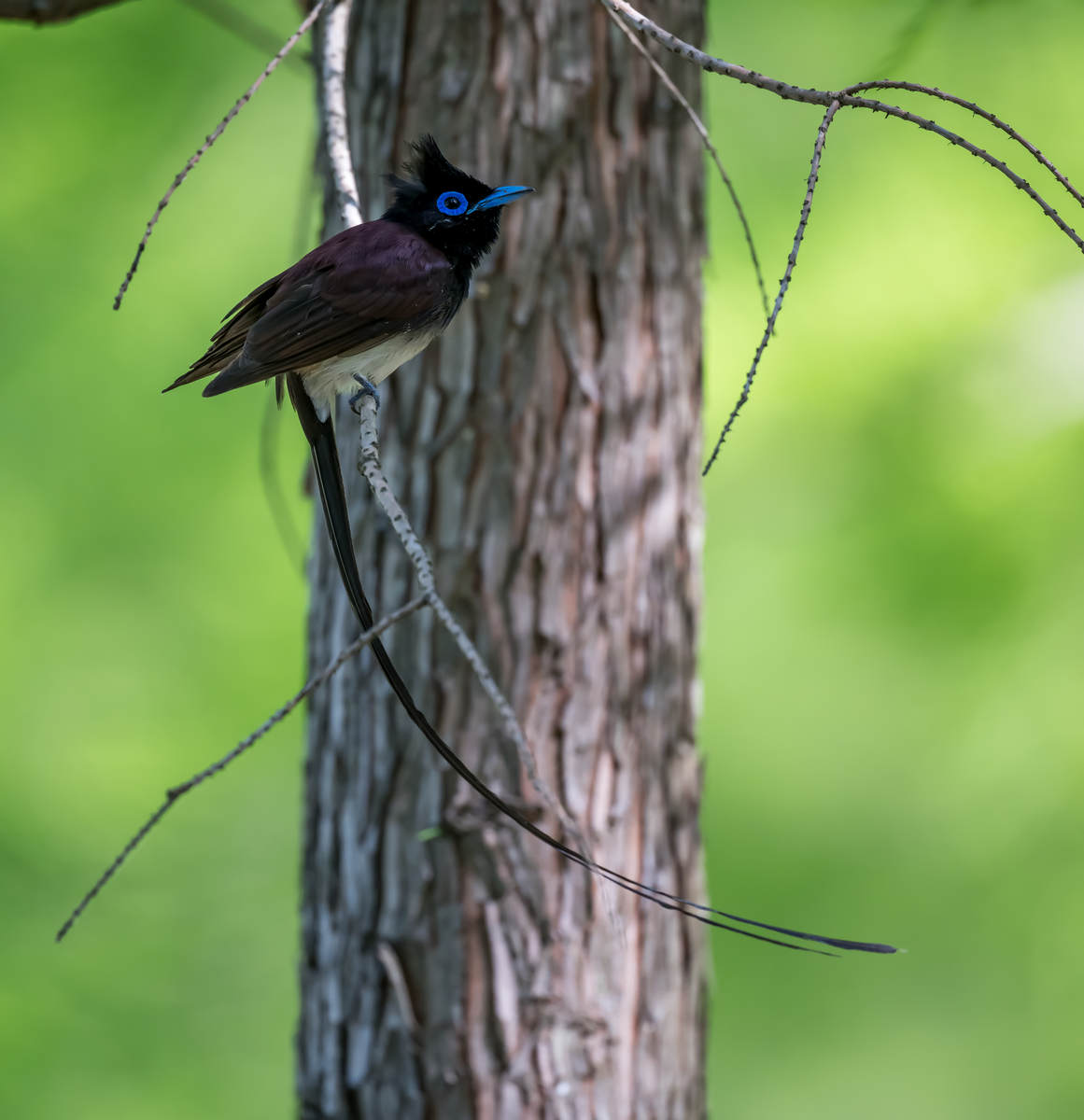 Japanese Paradise Flycatcher in Shanghai - 10,000 Birds