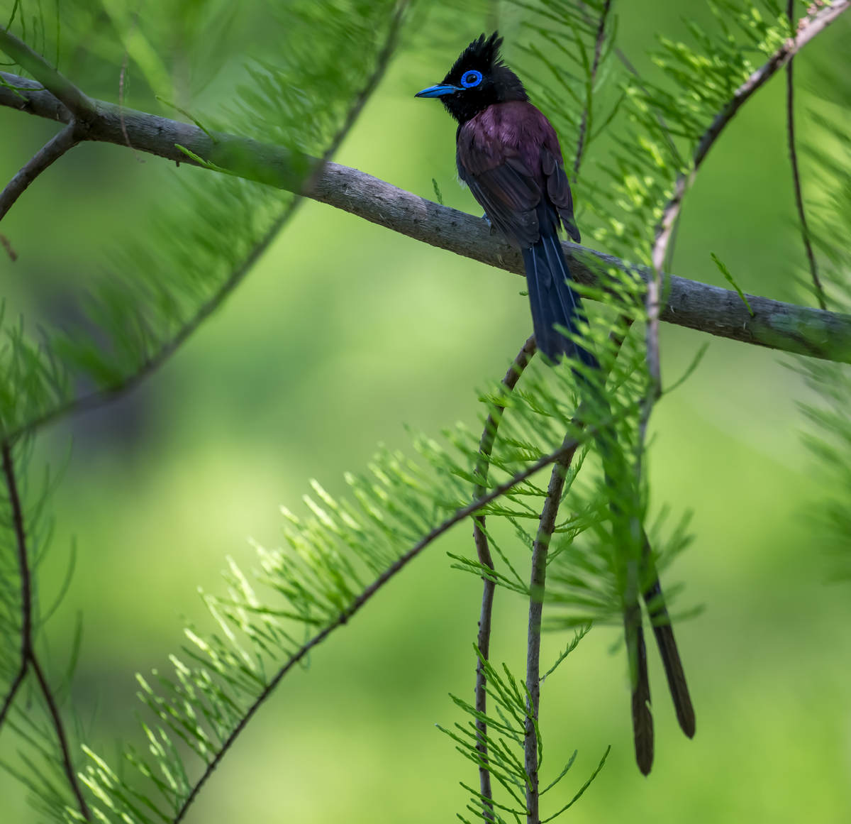 Japanese Paradise Flycatcher in Shanghai - 10,000 Birds