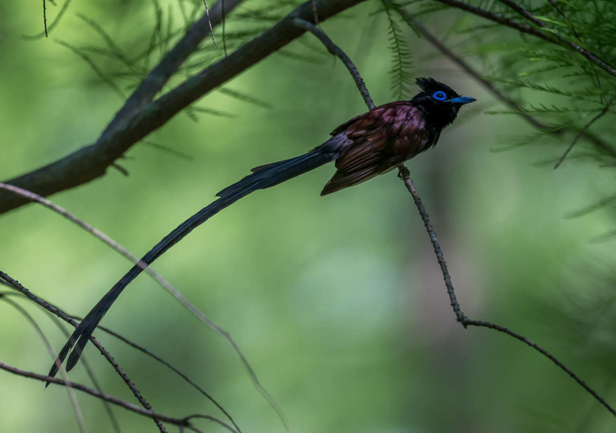 Japanese Paradise Flycatcher in Shanghai - 10,000 Birds