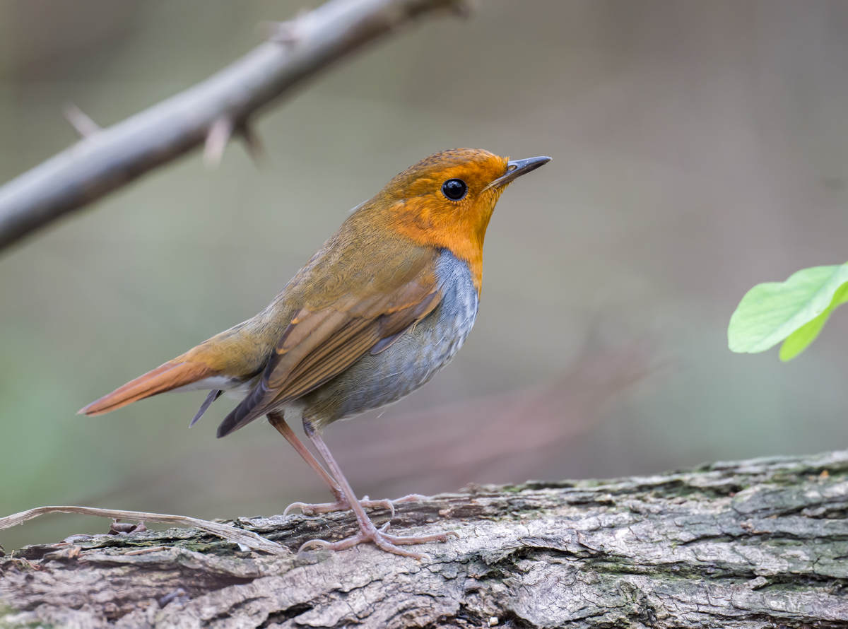 Top 25 National Wildlife Refuges for Birding - 10,000 Birds