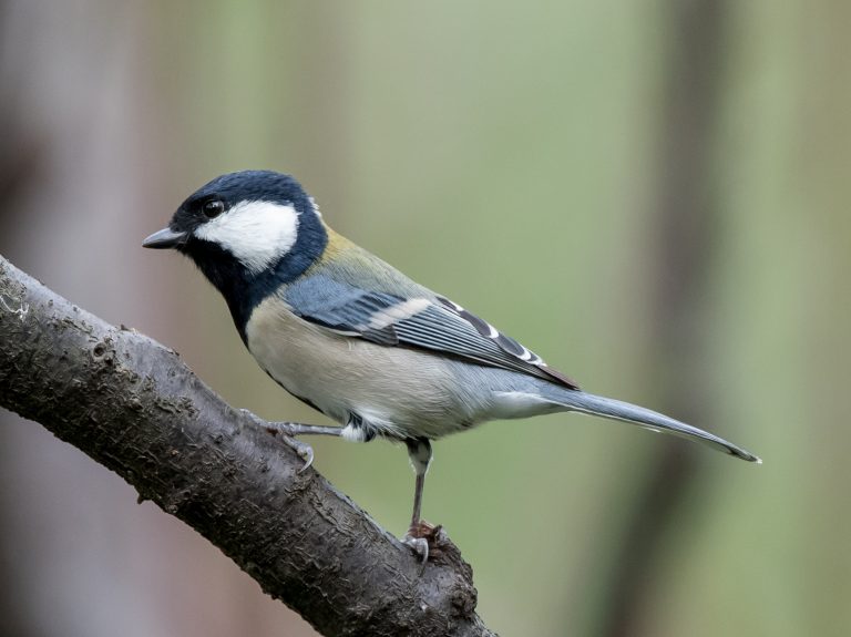 The 20 most common birds in Shanghai (Part 2) - 10,000 Birds