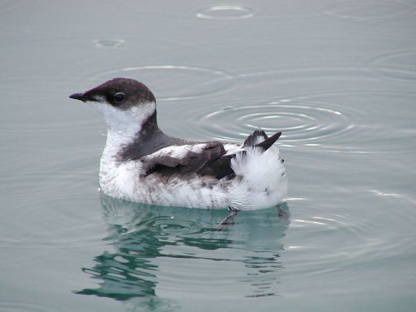 Juvenile marbled murrelet on water