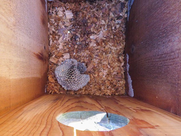 Kestrel Box with Wasp Nest