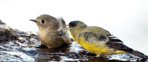 Lesser Goldfinch and Ruby-crowned Kinglet