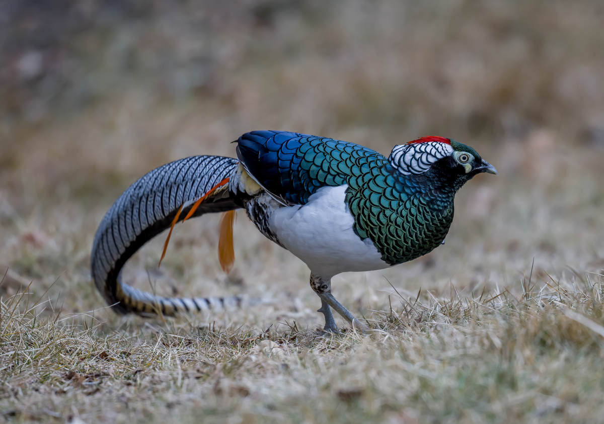 Lady Amhersts Pheasant 10 000 Birds