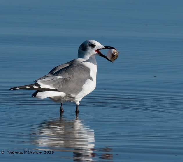 laughing-gull-with-pufferfish