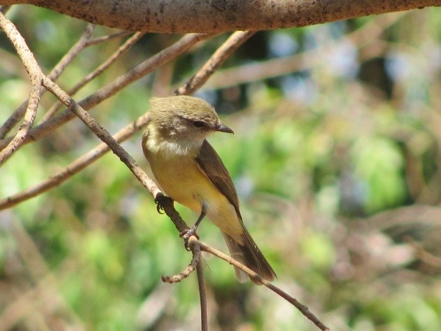 lemon-bellied-flycatcher