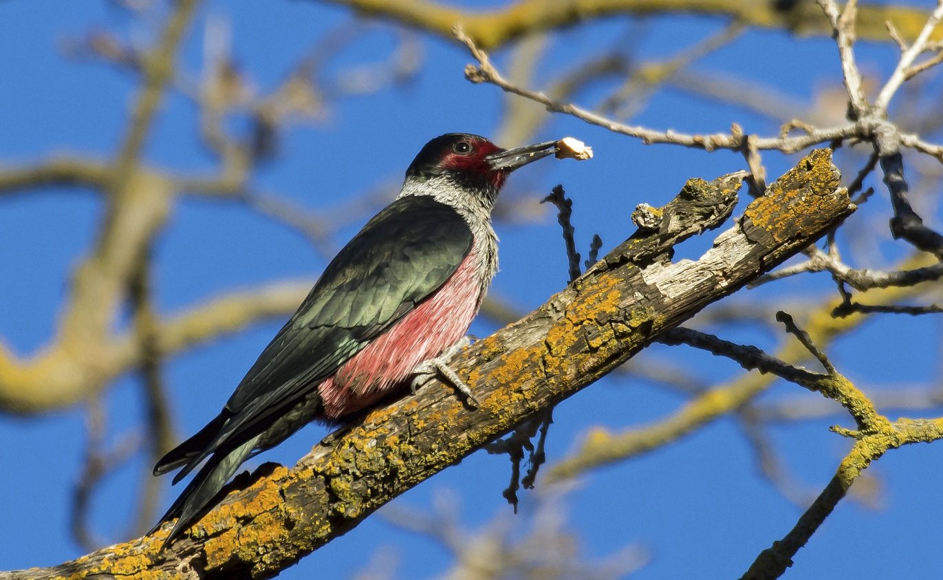 changing-bird-names-again-10-000-birds