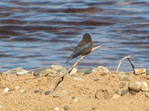 Little Woodswallow (2)