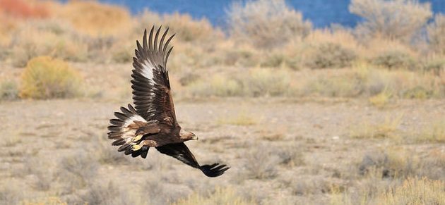 Golden Eagle 01: Eagle Tails and the Migratory Bird Treaty Act