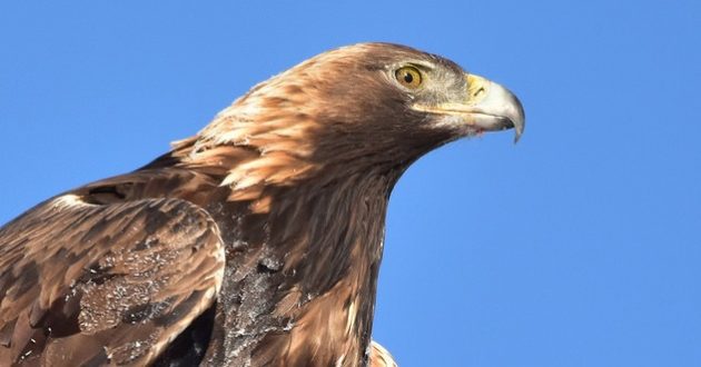 Golden Eagle 02: Eagle Tails and the Migratory Bird Treaty Act