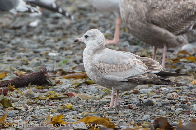 Mew Gull at Little River, CA