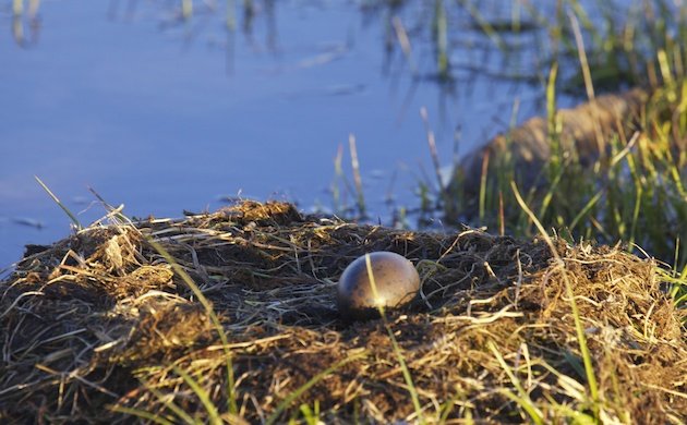 Pacific Loon nest and egg